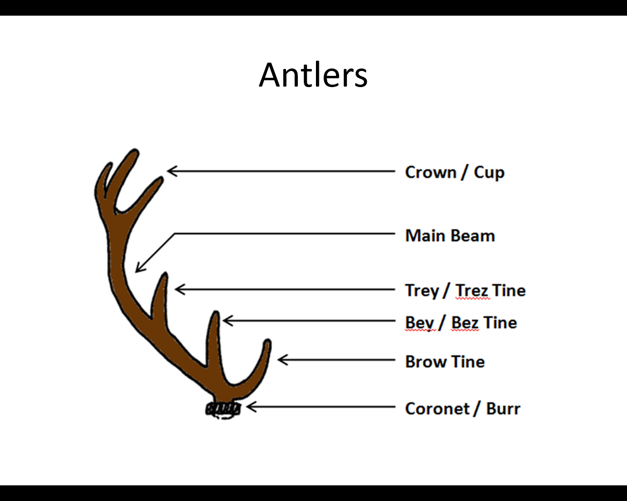 Deer Antler Diagram
