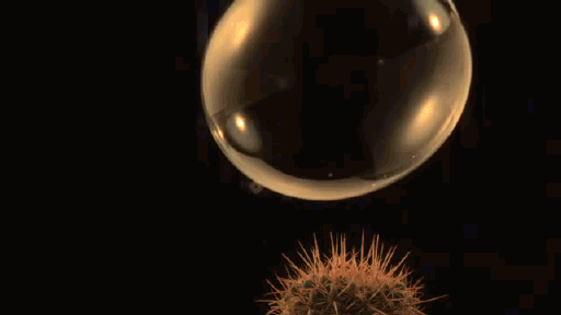 Bubble Bursting on Cactus Slow motion