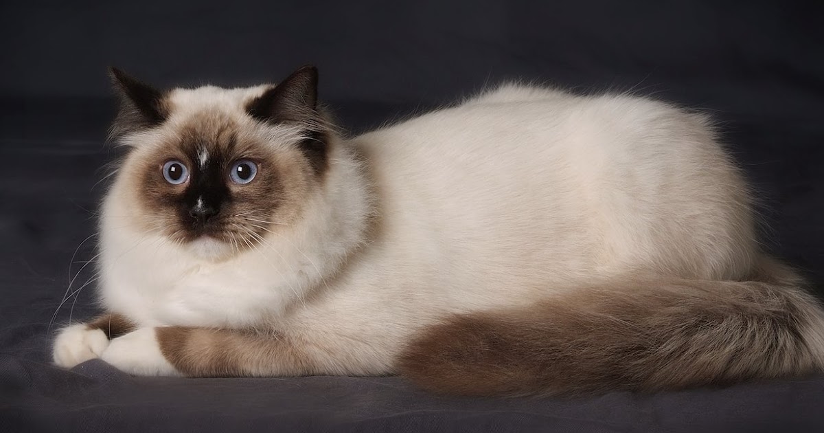 Ragdoll Cat - information - Neat-Pets ( Dogs & Cats )