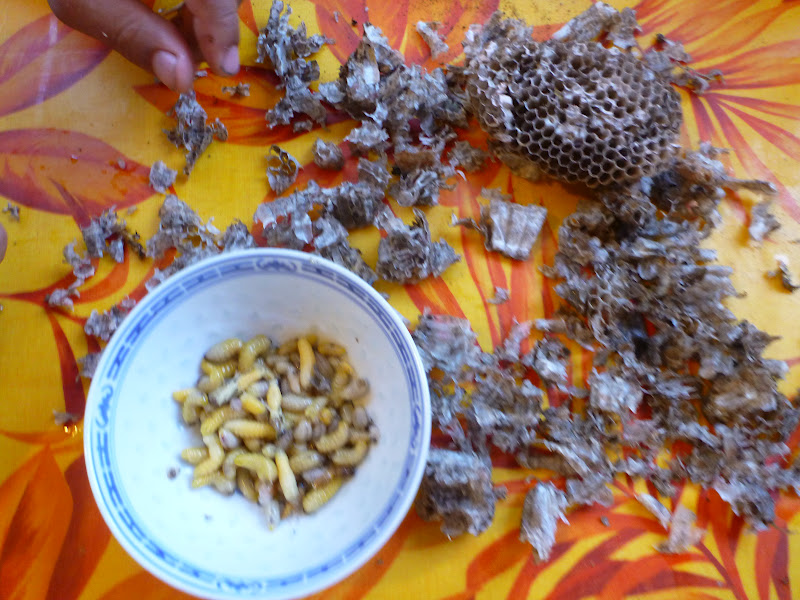 Guigui in Run larves de guêpes à la Réunion miam miam! — free download