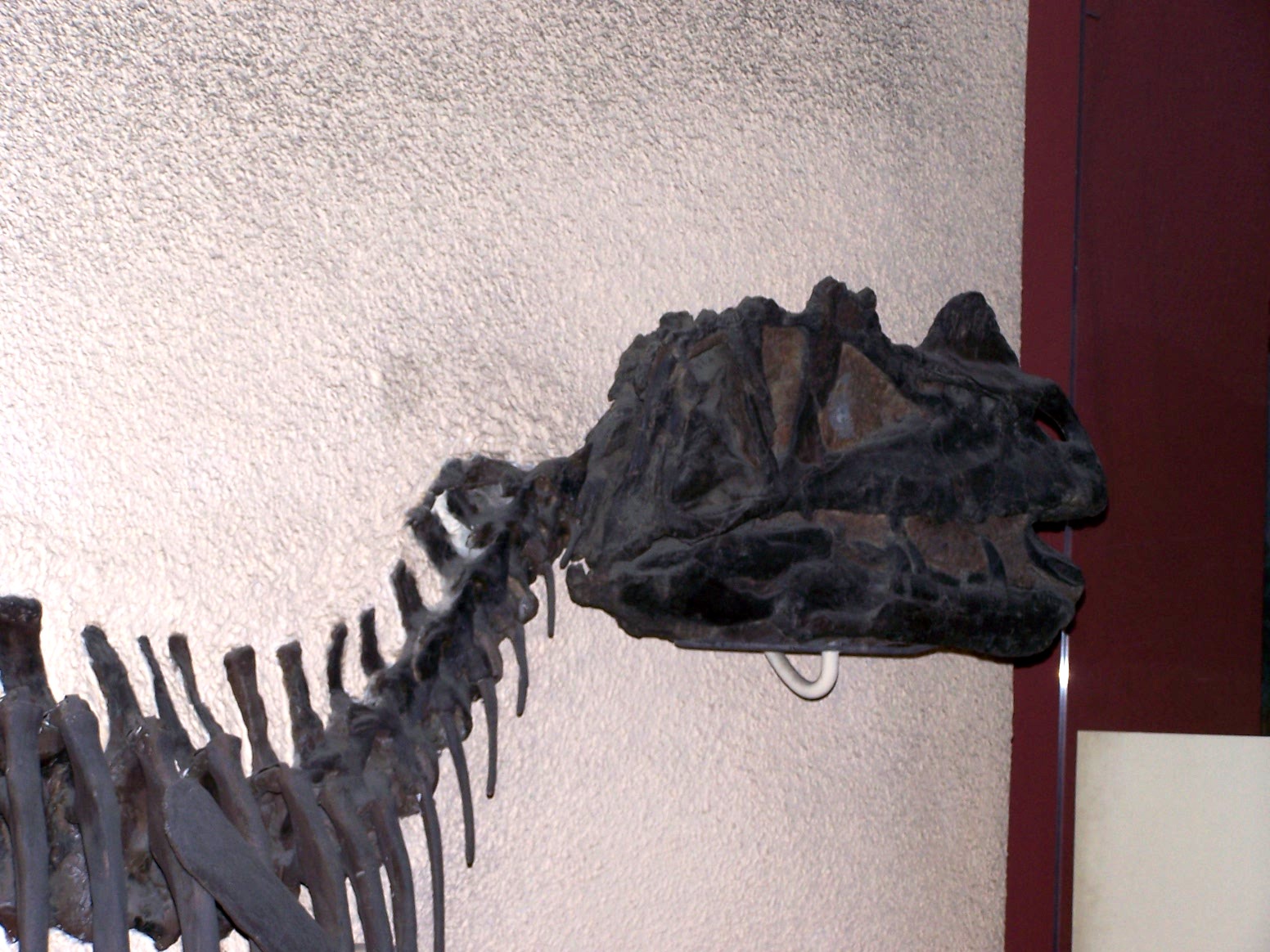 ceratosaurus and allosaurus
