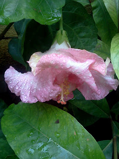 pink hibiscus with water droplets