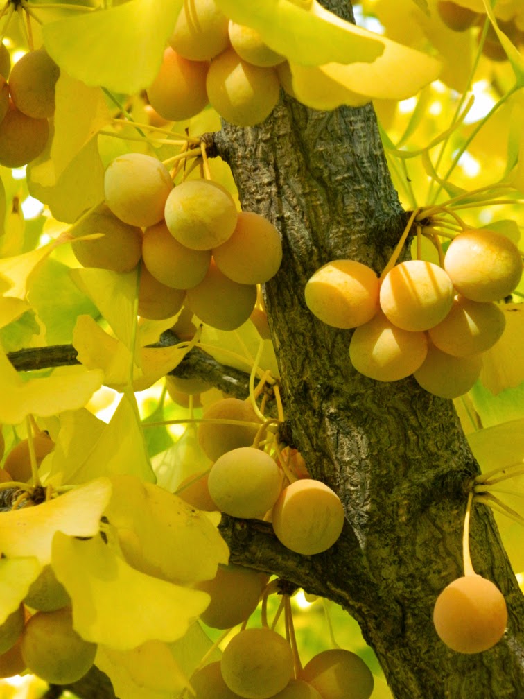 Ginkgo biloba Maidenhair tree fruit Toronto Botanical Garden by garden muses-not another Toronto gardening blog Ginkgo biloba Maidenhair tree fruit Toronto Botanical Garden by garden muses-not another Toronto gardening blog