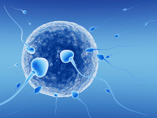 Healthy Sperm Vitamins Vitamins for Healthy Sperm.