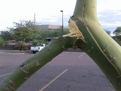 Broken Branch on Palo Verde Tree Close Up