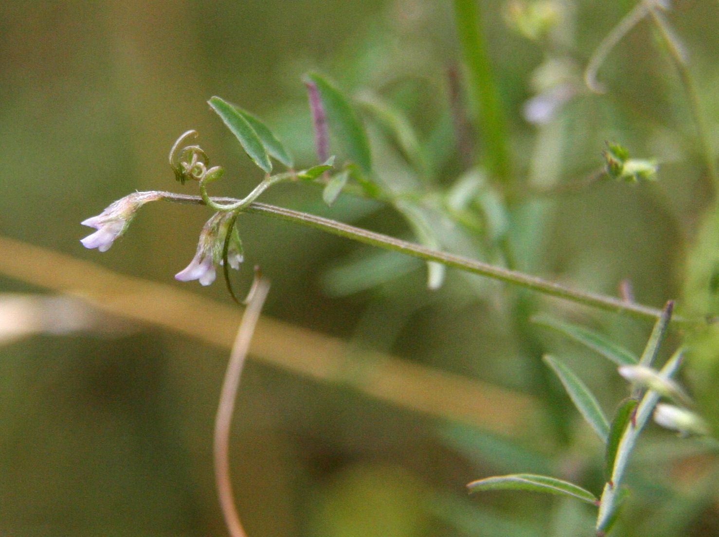 Birding with Flowers Final Brownfield Special