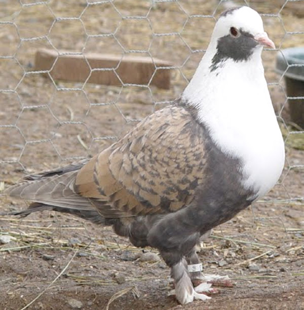 Shiraz Tumbler Pigeon，Shiraz Tumbler Pigeons，关于Shiraz Tumbler Pigeon，Shiraz Tumbler Pigeon外观，Shiraz Tumbler Pigeon，Shiraz Tumbler pigeon，Shiraz Tumbler Pigeon品种信息，Shiraz Tumbler Pigeon事实，Shiraz Tumbler Pageon，Shiraz Tumbler Pagemon，Shiraz Tumbler Pigeon Care tumbler Pigeon Care tumbler pigblaz Care pigbler pigbleraz，shiraz tumbler pigeon color, shiraz tumbler pigeon characteristics, shiraz tumbler pigeon eggs, shiraz tumbler pigeon facts, shiraz tumbler pigeon history, shiraz tumbler pigeon info, shiraz tumbler pigeon images, shiraz tumbler pigeon origin, shiraz tumbler pigeon photos, shiraz tumbler pigeon pictures,Shiraz tumbler Pigeon稀有度，抬高的设拉子鸽子鸽子，Shiraz Tumbler Pigeon饲养，Shiraz Tumbler Pigeon，Shiraz Tumbler Pigeon的气质，Shiraz Tumbler Pigeon Pigeon Tame，Shiraz Tumbler Tumbler Pigeon用途Shakhsharli不倒翁，Shirazi，Shaik，Saksarli，Lahouri Domgir