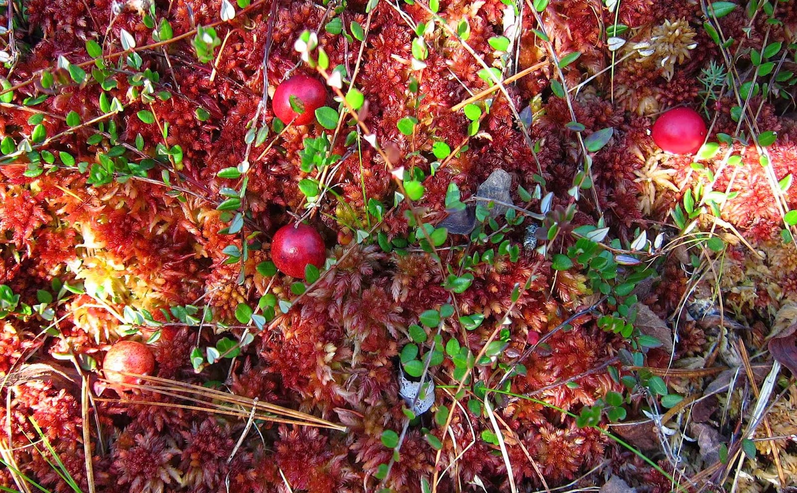 Saratoga woods and waterways Strawberry Fields and Cranberry Bogs