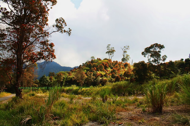 Vegetasi yang berwarna-warni sekitar kawah Talaga Bodas. Vegetasi yang berwarna-warni sekitar kawah Talaga Bodas.