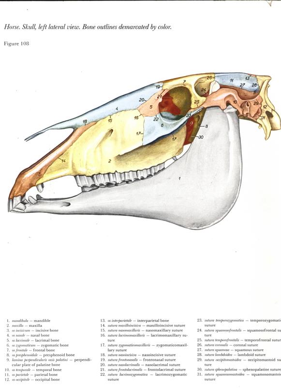 Livro anatomia fisiologia