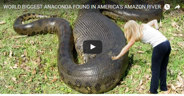 World Biggest Anaconda Found In America S Amazon River Lnnews