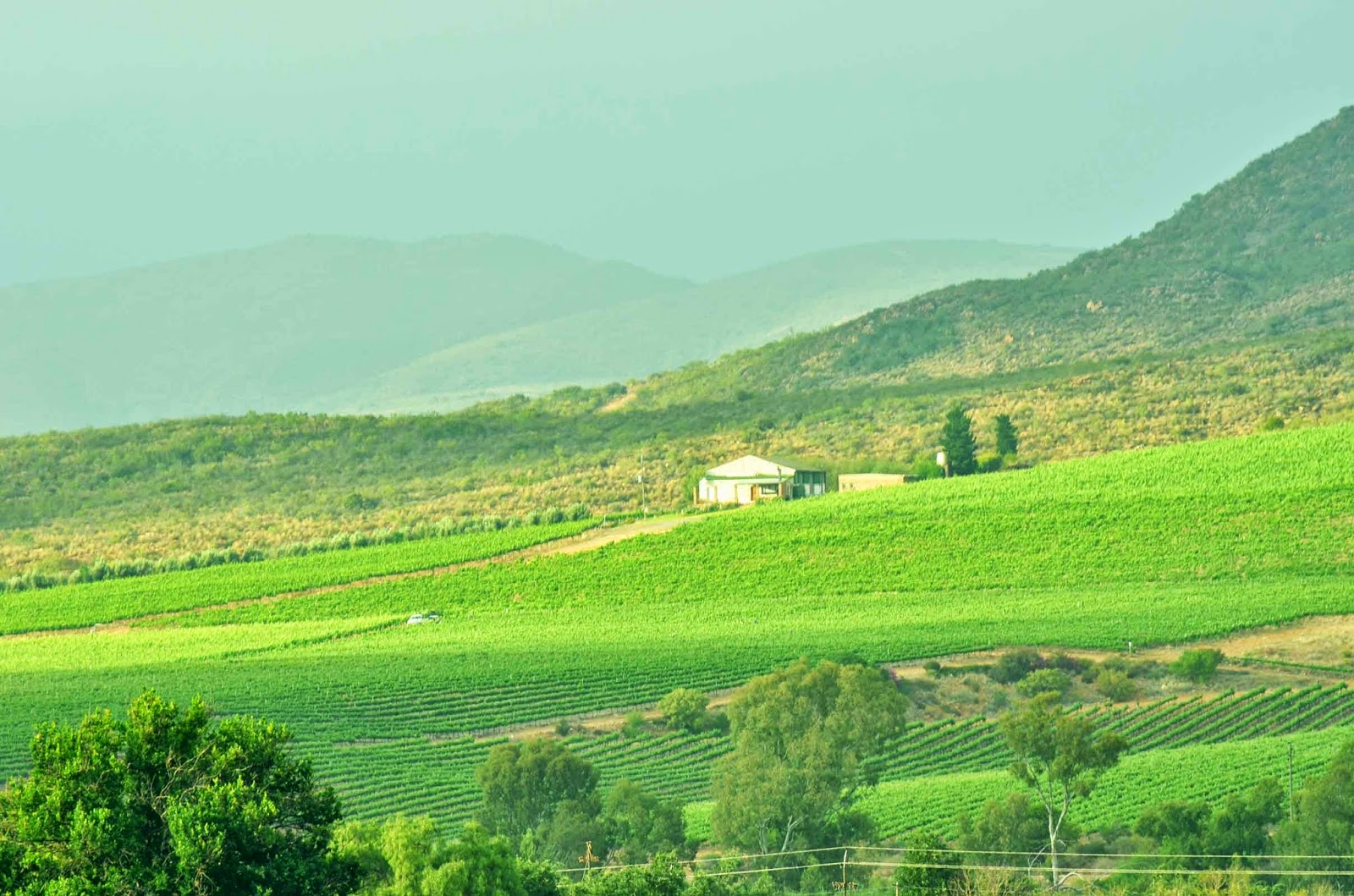 . Excelsior Wine Estate, Robertson