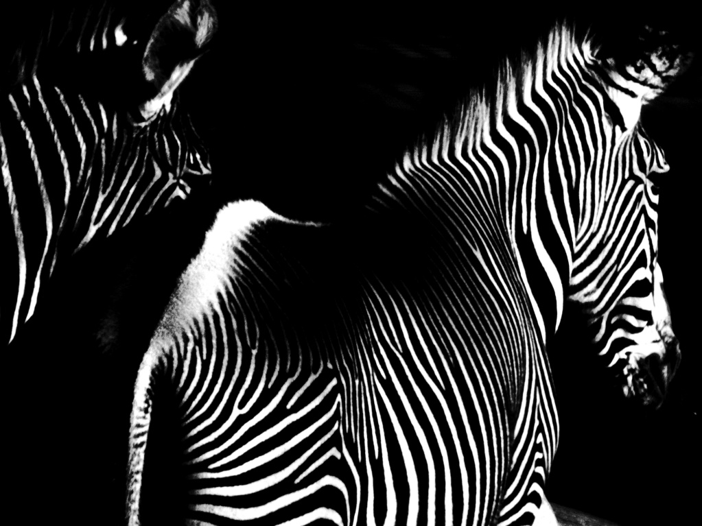 The Weekend in Black and white - Zebra