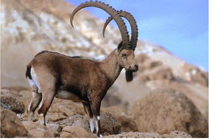 Ibex animal
