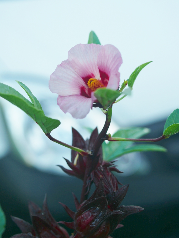 TanamSendiri.com -- Grow Your Own: Gambar Hari Ini -- Bunga Roselle