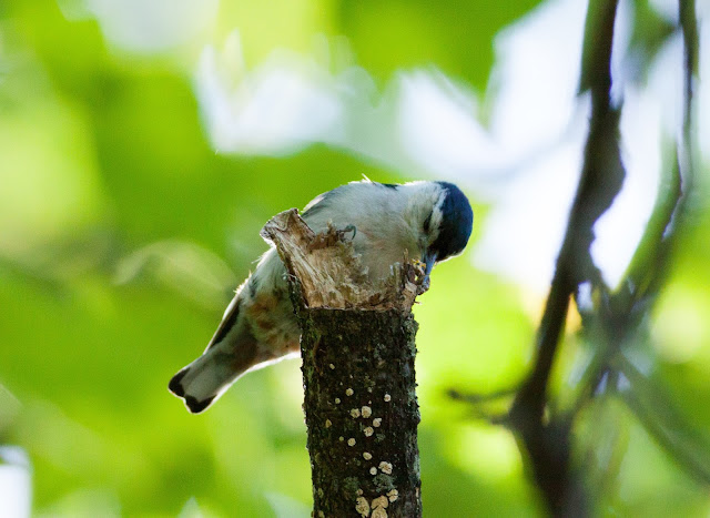 White-breasted Nuthatch - Prospect Park, New York