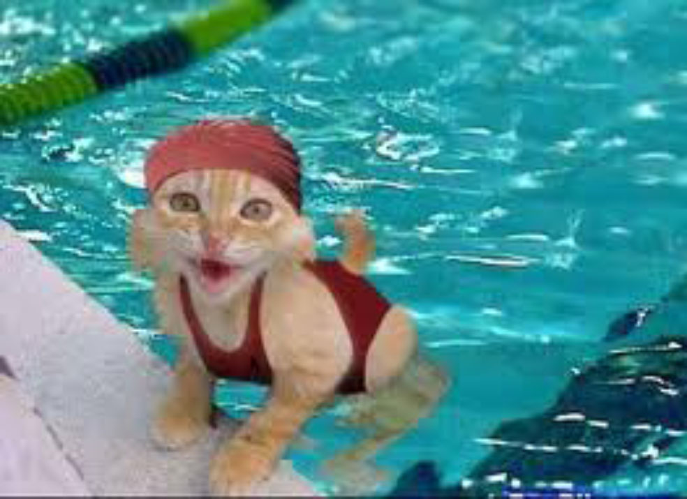 ANIMAL WORLD TokTil Funny Cats 5 I am a cleaning service officer.