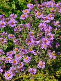 Symphyotrichum novae-anglicae New england aster Toronto Botanical Garden by garden muses-not another Toronto gardening blog