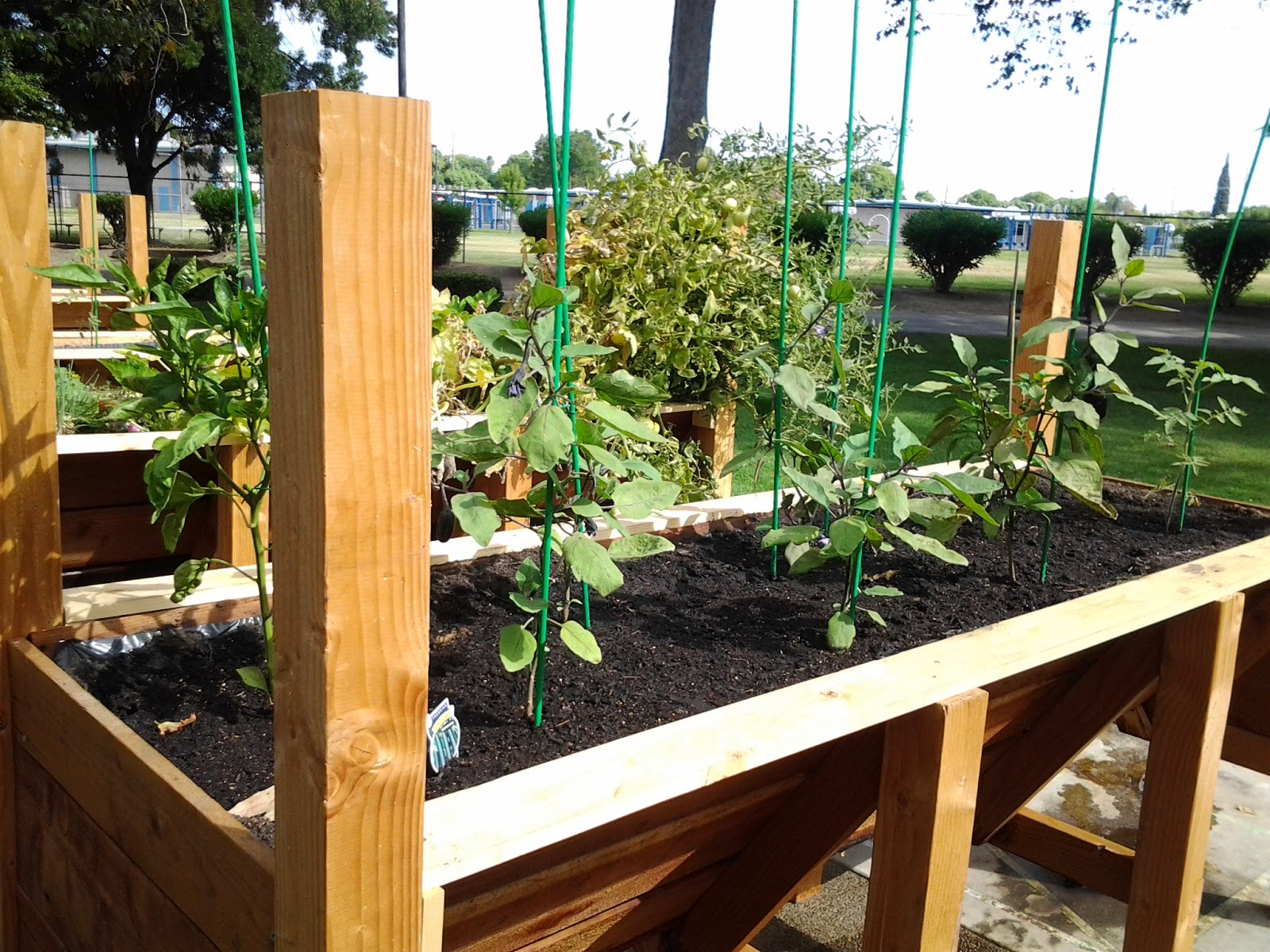 RAISED GARDEN BOXES FOR THE ELDERLY