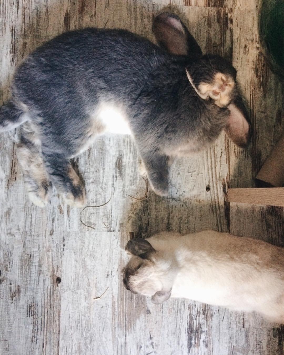 Mon Lapin Nain Fait Des Crottes Partout Au Café des Fougères: 5 idées reçues sur les lapins de compagnie