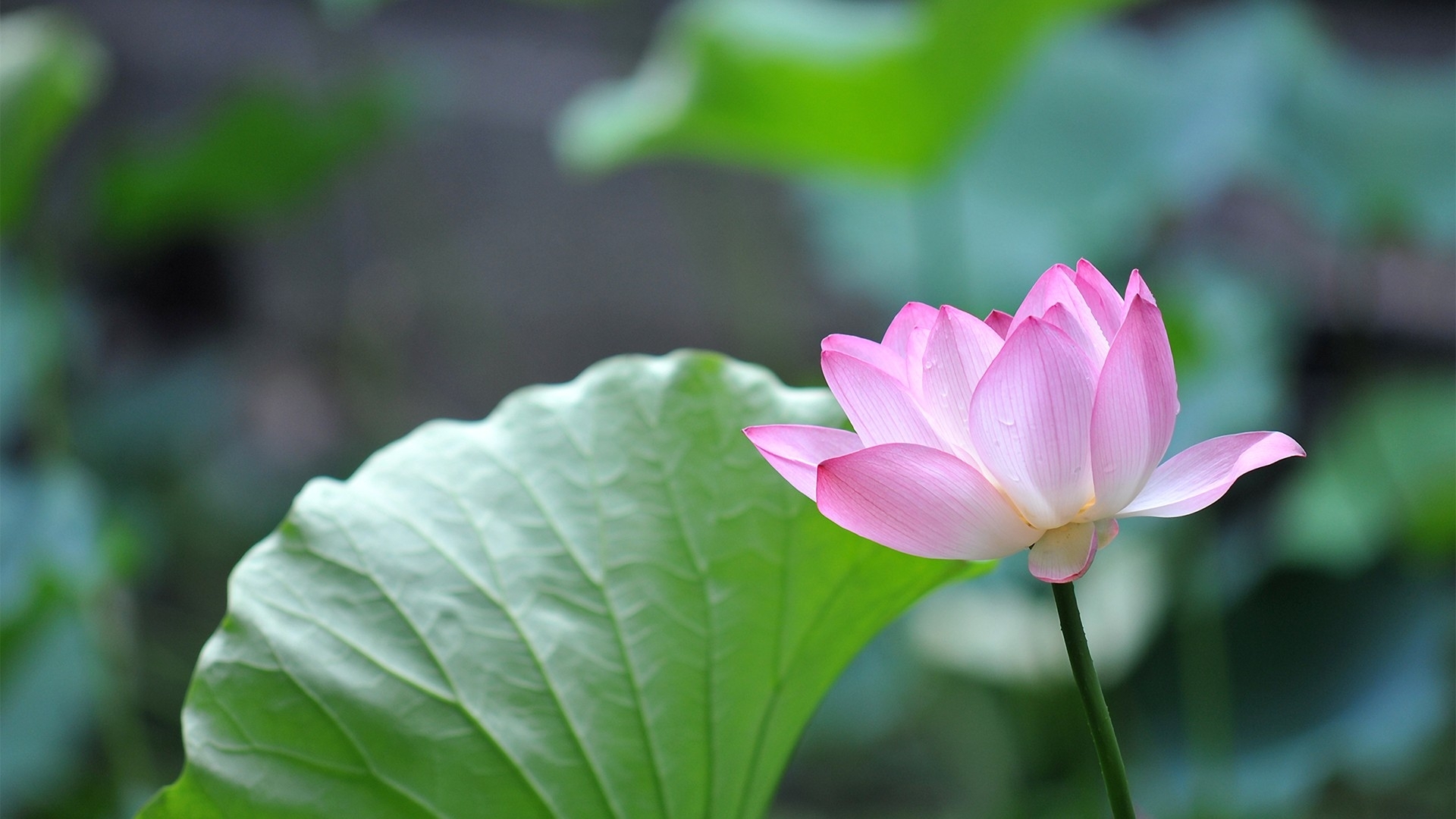 Green Lotus Flower high resolution widescreen (1920 x 1080 ) - Flower