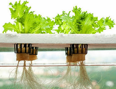  yang sederhana dapat dijadikan sebagai alternatif cara menanam sayuran di lahan yang sempi Cara Bertanam Hidroponik Sayuran Sederhana Bagi Para Pemula