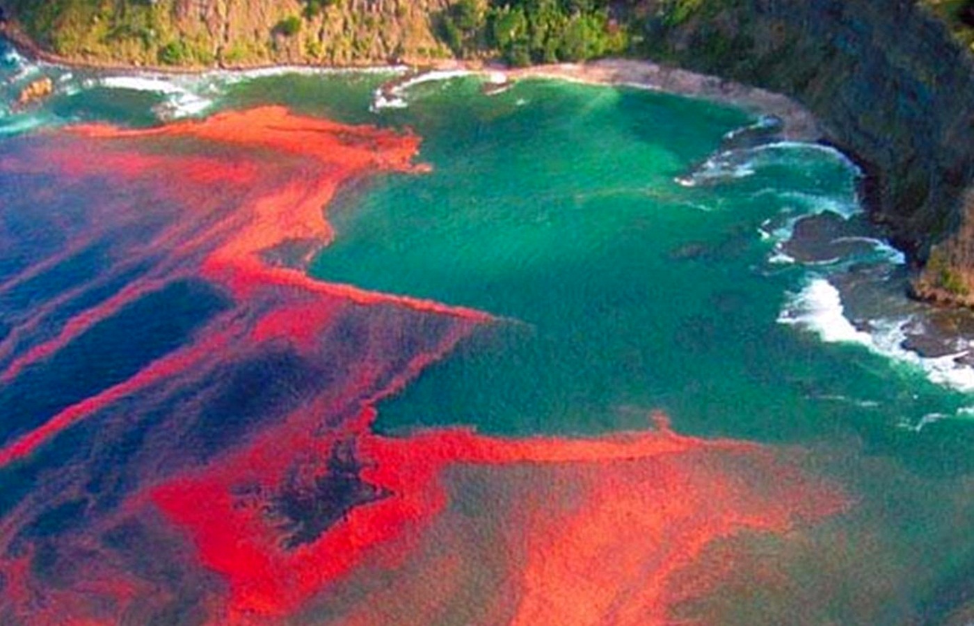 красные водоросли в красном море