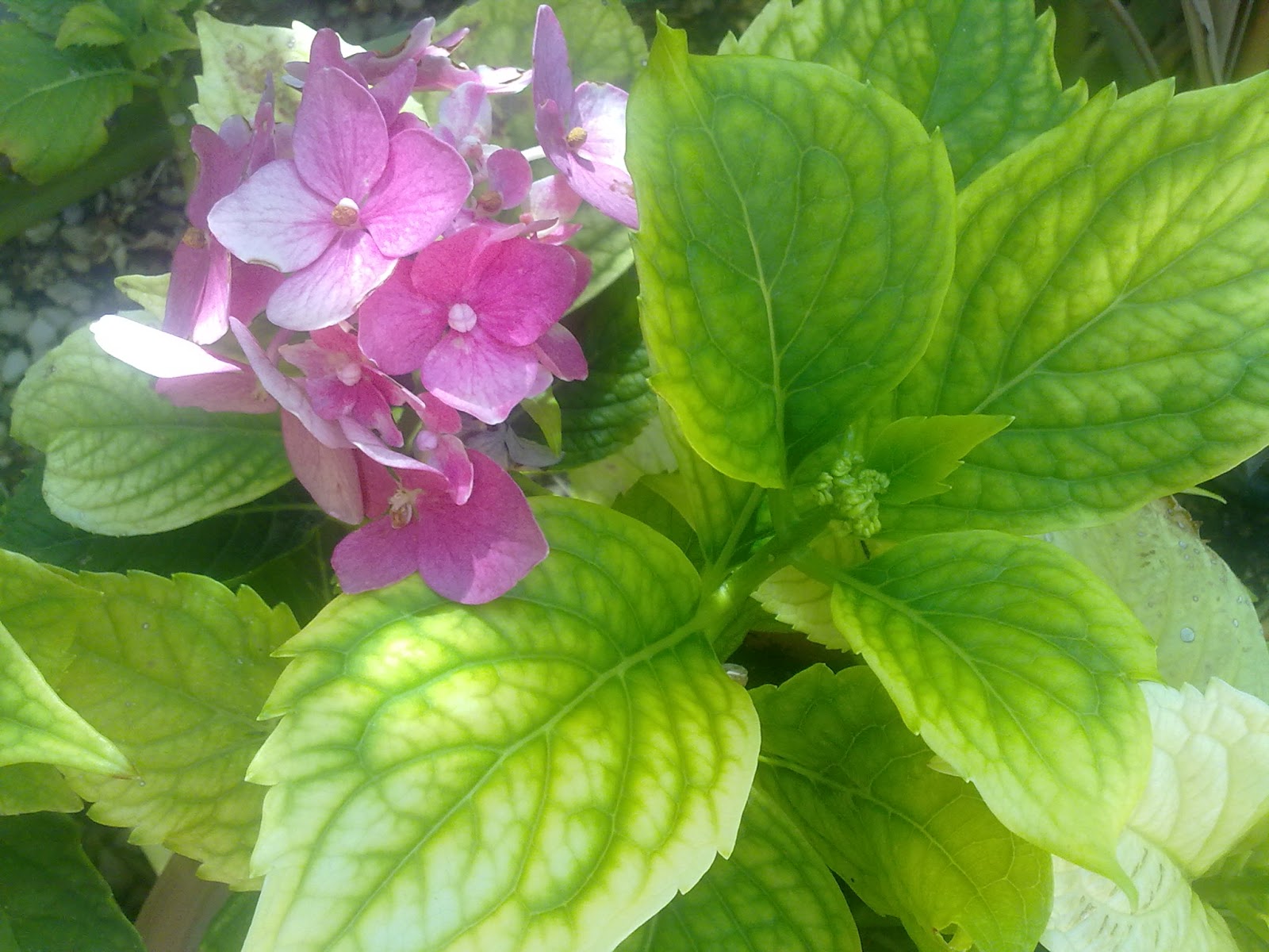Entre Patios Y Plantas La Superstición De Las Plantas