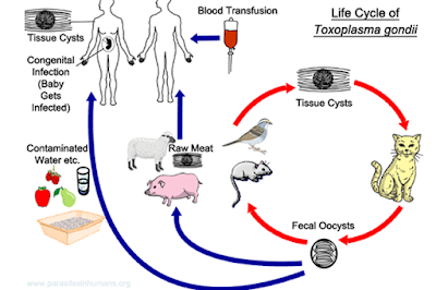 Cara Penularan Toxoplasma