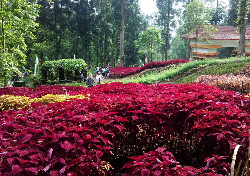 Koleksi Bunga yang Dimiliki oleh Kebun Raya Baturraden