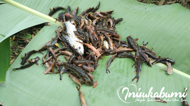Inilah ikan hasil tangkapan dari sungai cibeber Inilah ikan hasil tangkapan dari sungai cibeber