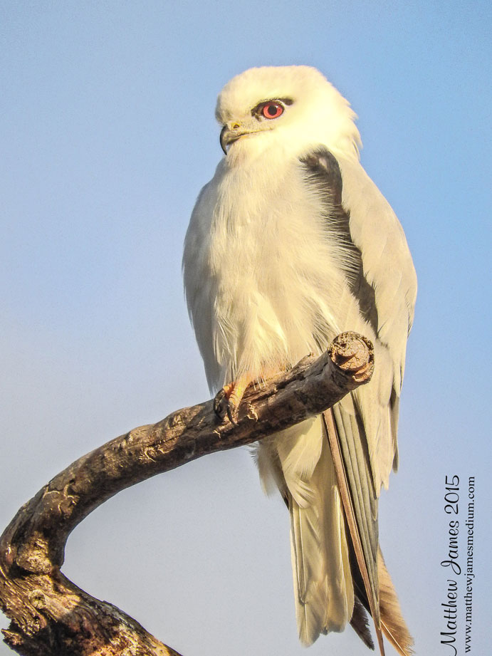 A Light In The Darkness Kite Totem Bird of the Day