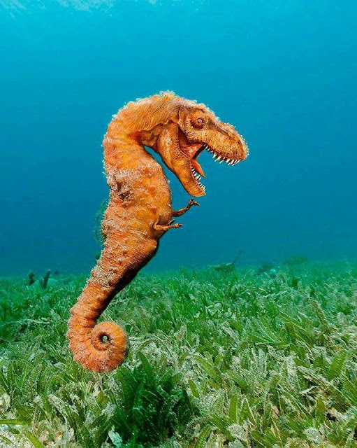 TOP 26 funny photoshopped photos of two animals combined together