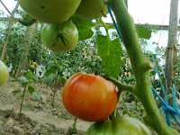 tomate ghittia la solar in sistem palisat tomate ghittia la solar