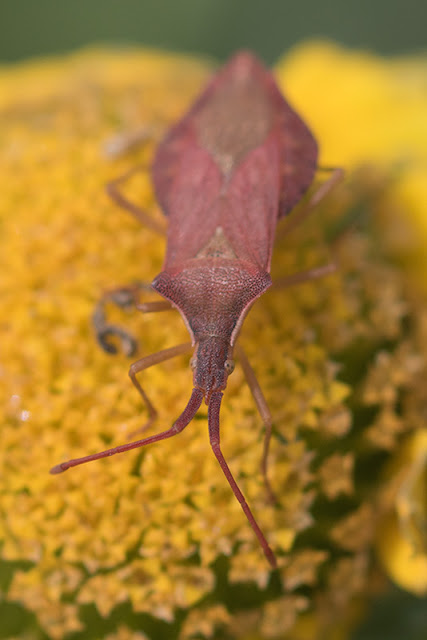 Haploprocta sulcicornis (II) Antonio J. Pizarro