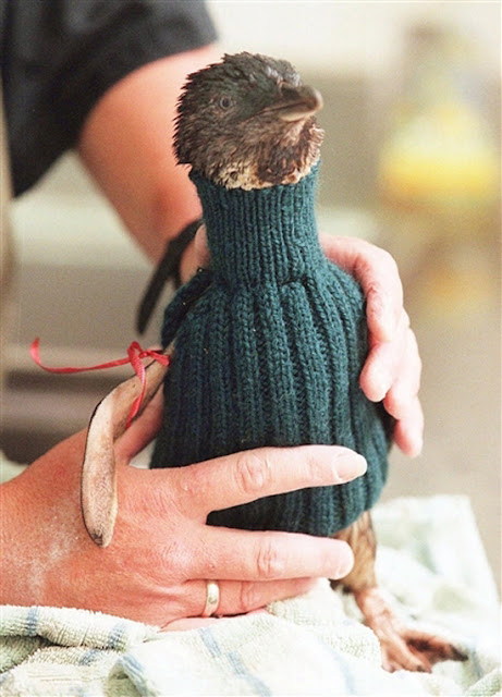 Fairy Penguin from 2001 oil spill by Phillip Island, wearing a green sweater. No Kicking Penguins and other penguin stories. marchmatron.com 
