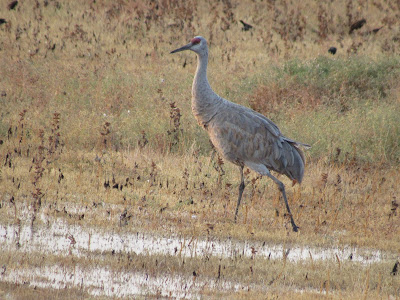 Llano Seco Unit North Central Valley Wildlife Management Area Chico birding