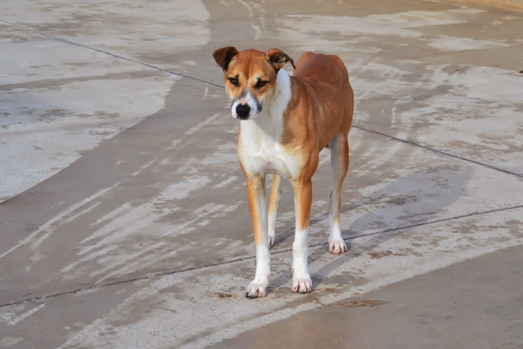 gestromte_hunde — Mein Leben mit Hund