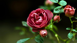 rose roses flower