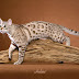 Genetically Engineered Bengal Cat