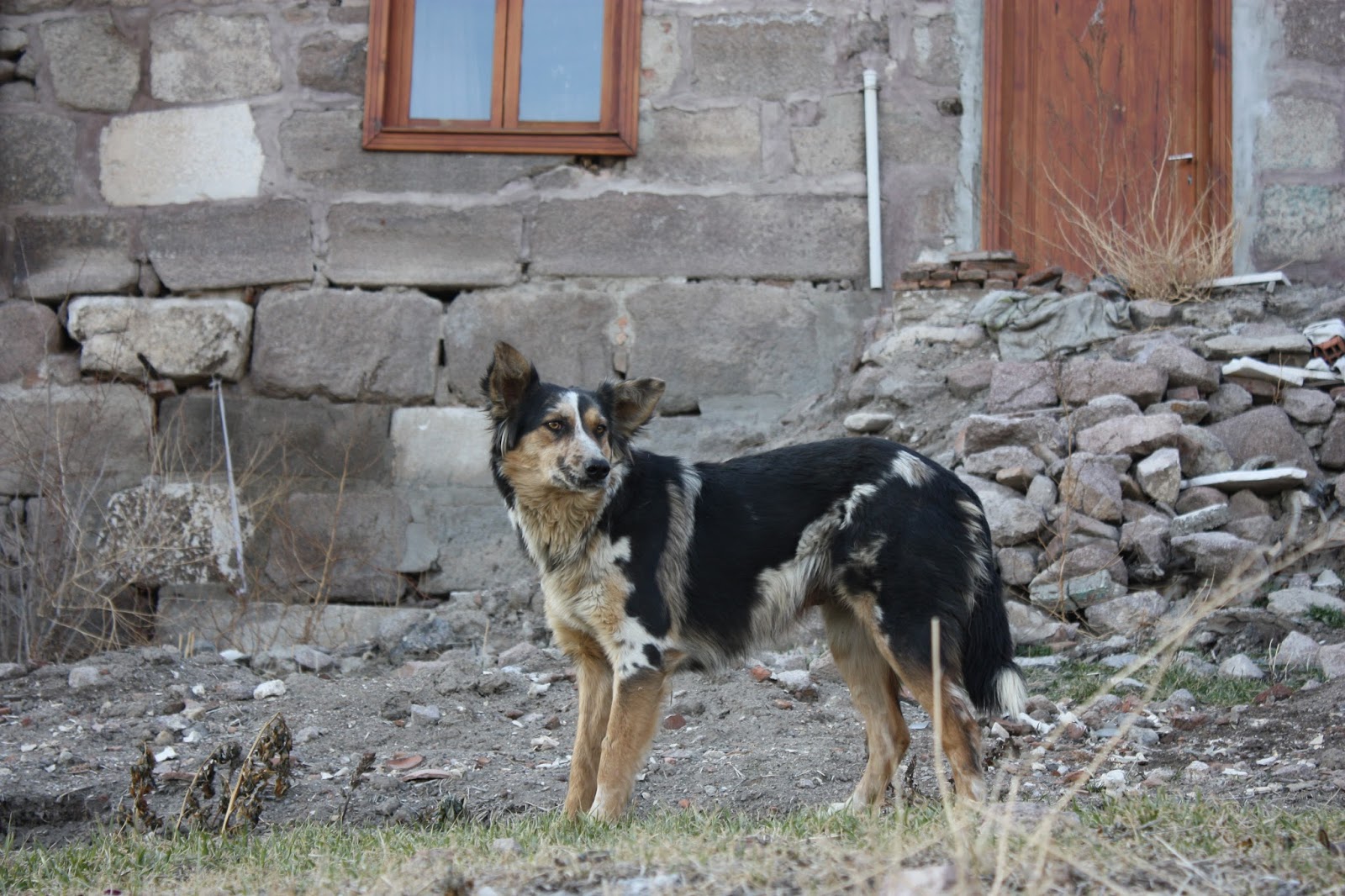 sokak köpekleri şikayet