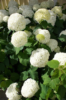 Härligt fluffiga blombollar.