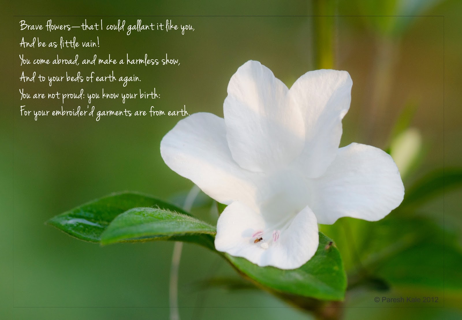 Rubaai A Flower A Poem rubaai-a-flower-a-poem