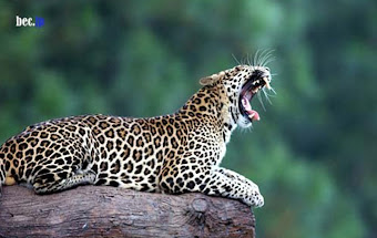 MACAN TUTUL JAWA (java leopard_panthera pardus melas)