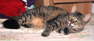 GPA doa os dois gatos mais carinhosos da face da terra GPA doa os dois gatos mais carinhosos da face da terra