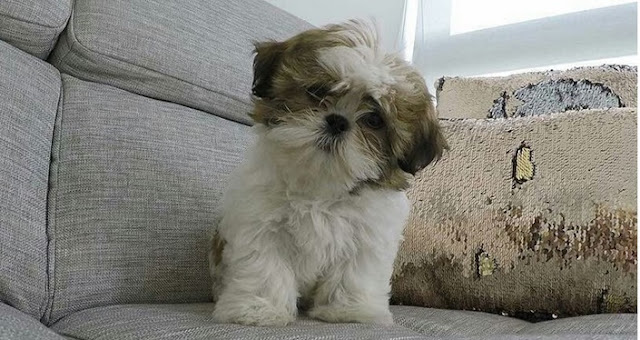 Cientistas revelam o que sentem os Shih Tzu quando ficam sozinhos em casa