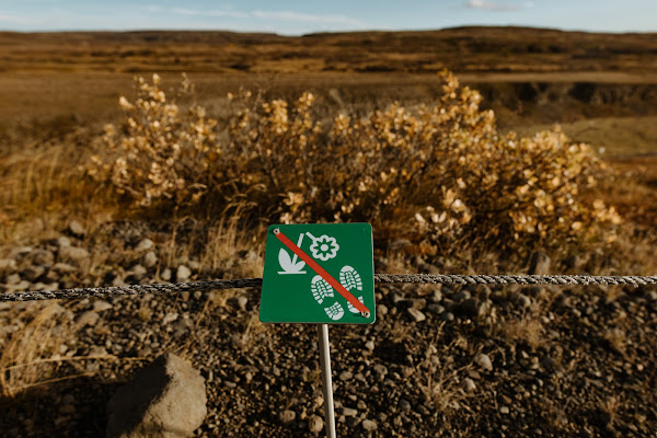 Iceland signature local moss