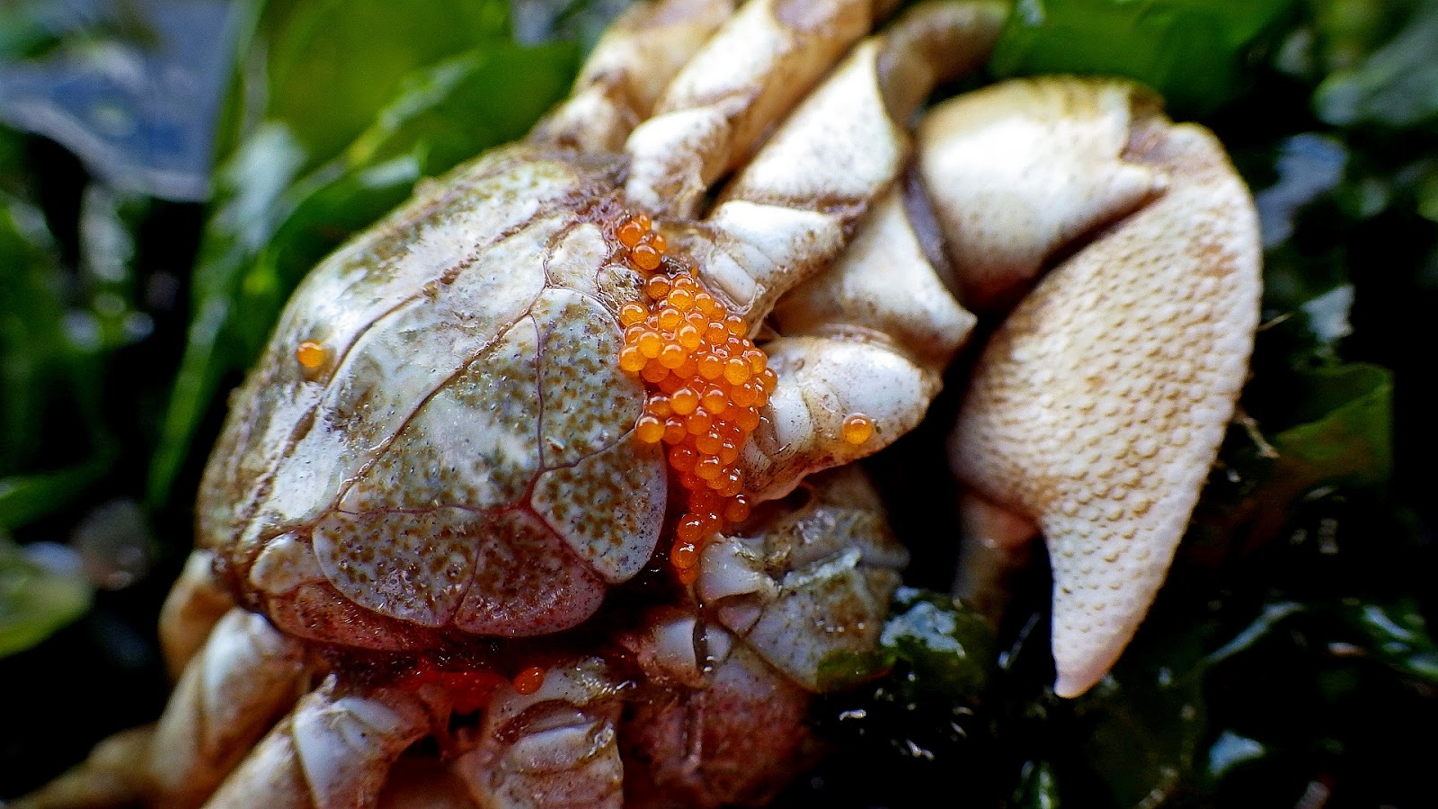 Buzz's Marine Life of Puget Sound Eggs of the Intertidal