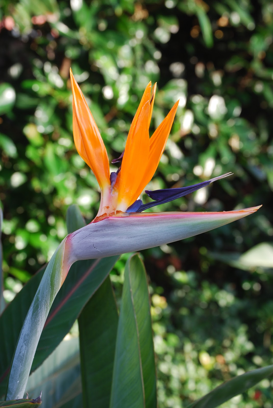 Zone Five and a Half Snowbird in Paradise Florida's Tropical Flowers