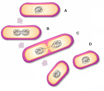 Función Binaria, División celular procariontes